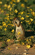 Striped ground squirrel {Xerus erythropus} eating amongst little devil flowers, Kalahari, South Africa.
