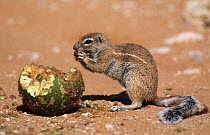 Striped ground squirrel {Xerus erythropus} feeding on fruit, Gemsbok NP, Kalahari, South Africa.