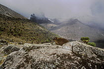 Rock hyrax (Procavia capensis) on rock in highland landscape, McKinders Camp, Mt Kenya NP, Kenya