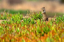 California ground squirrel (Spermophilus beecheyi)  Bolsa chica, California, USA