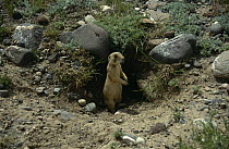 White tailed prairie dog {Cynomys leucurus} standing at burrow entrance, Wyoming, USA