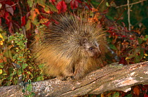 North American porcupine (Erethizon dorsatum) USA