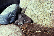Lesser white toothed shrew (Crocidura sauveolens) with young 'caravanning'.Scilly Isles