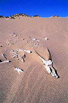 Oryx skeleton on sand dune. Skeleton coast, Namibia.