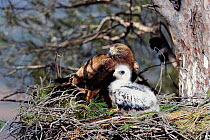 Booted eagle at nest with chick (Aquila pennata) Spain Pine woods, Murcia.