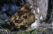 Booted eagle {Aquila pennata} adult at nest with chick in pine woods, Murcia, Spain