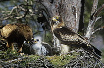 Booted eagle (Aquila pennata) pair with chick at nest in Pine woods, Murcia, Spain