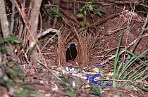 Male Satin bowerbird at bower (Ptilonorhynchus violaceus) with collection of blue things found to decorate the bower to attract the female,  Lamington NP, Australia