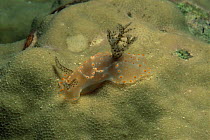 Nudibranch / sea slug (Nudibranchia) on coral, Pacific Philippine Islands.