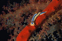 Pyjama nudibranch (Chromodoris quadricolor) on red sponge, Red Sea
