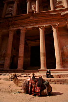 Camel resting in front of The Treasury at Petra, Jordan.