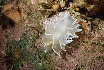 White lined nudibranch (Dirona albolineata),  Monterey Ca, USA