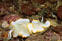 Nudibranch / sea slug (Ardeadoris egretta), Philippines