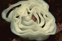 Sea slug (Nudibranchia) egg ribbon, Canada