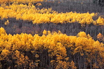 Aspen trees with Fall colours (Populus tremula) Utah, USA Wasatch Mountain Range