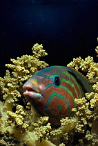 Klunziger's wrasse (Thalassoma klunzigeri) in soft coral, Red Sea. Egypt.