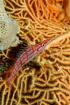 Longnose hawkfish on coral, Red Sea.