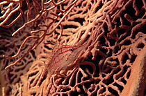 Longnose hawkfish in coral, Red Sea.