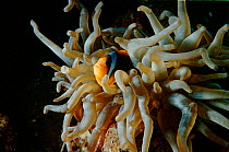 Two bar anemonefish (Amphiprion bicinctus) in anemone.Red Sea.