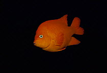 Garibaldi fish (Hypsypops rubicunda) USA. State fish of California.