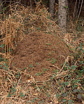 Wood ant nest {Formica rufa} in forest, Yorkshire, UK