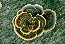 Many zoned polypore bracket fungus (Coriolus versicolor) UK