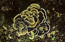 Many zoned polypore (Coriolus versicolor) Surrey, UK.