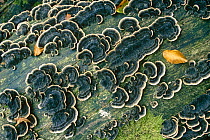 Many zoned polypore fungus (Coriolus versicolor) UK
