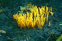 Fungi (Calocera cornea) Surrey, UK