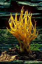 Fungus (Calocera cornea) Surrey, UK