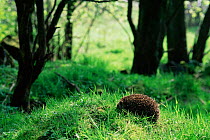 Hedgehog in woodland at rehab centre (Erinaceus europaeus)  Scotland.