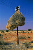 Sociable weaver {Philetairus socius} communal nest on electricity pole, Gemsbok NP, South Africa, Kalahari.