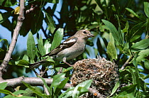 Female chaffinch (Fringilla coelebs) at nest with chicks beaks just visible, Spain