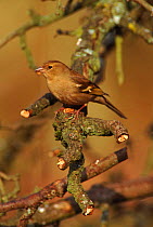 Female chaffinch perched in apple tree, Wiltshire, UK.