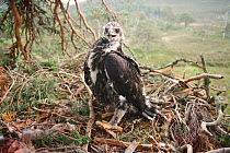 Juvenile Bonelli's eagle (Aquila fasciata) at nest, Spain.
