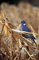 Wood pigeon on maize stem. (Columba palumbus) Wilts England