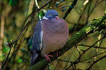 Wood pigeon with feathers puffed up, England