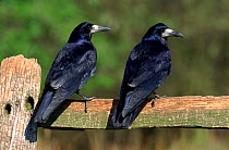 Two Rooks perched on fence post (Corvus frugilegus) England