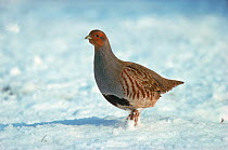 RF- Grey partridge portrait in snow (Perdix perdix), UK. (This image may be licensed either as rights managed or royalty free.)