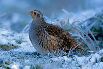 Grey partridge in snow (Perdix perdix) UK