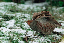 Grey partridge puffs up feathers to keep warm. (Perdix perdix) England Worcestershire