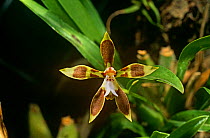 Ecuadorian orchid (Orchidaeceae sp) South America