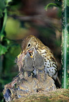 Song thrush feeds hungry 10-day-old chicks at nest (Turdus philomelos) England
