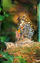 Song thrush feeds 10-day-old chicks at nest, UK