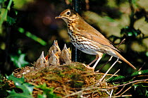 Song thrush (Turdus philomelos) feeds chicks at nest Wiltshire UK Chicks 10 days old