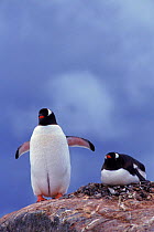 Gentoo Penguin pair. Antarctica
