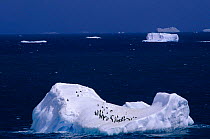 Chinstrap penguins on iceberg, South Sandwich Is. off Saunders Is.