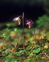 Two Fairy slipper orchids (Calypso bulbosa) in flower, Sweden