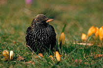 Common starling (Turnus vulgaris) amongst crocuses Kent, UK.