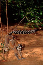 Ringtail lemur carrying baby and scent marking territory (Lemur catta) Madagascar